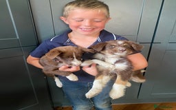 Border Collie dogs for sale: Gorgeous Sheep Dog Pups  - Image 3