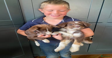 Border Collie dogs - Advert 11