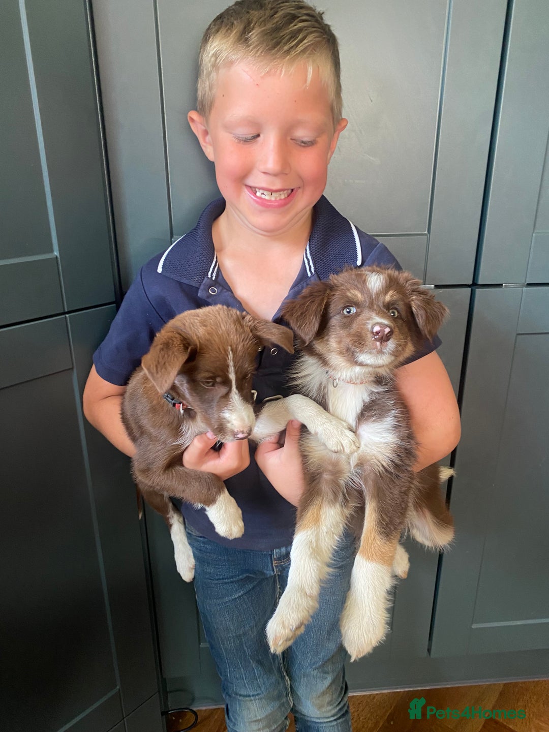 Border Collie dogs for sale: Gorgeous Sheep Dog Pups  - Image 3