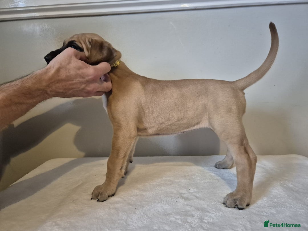 Great Dane dogs for sale: Sire Int Mult Ch Lasa Sta Baluba Del Piccolo Jigo - Image 8