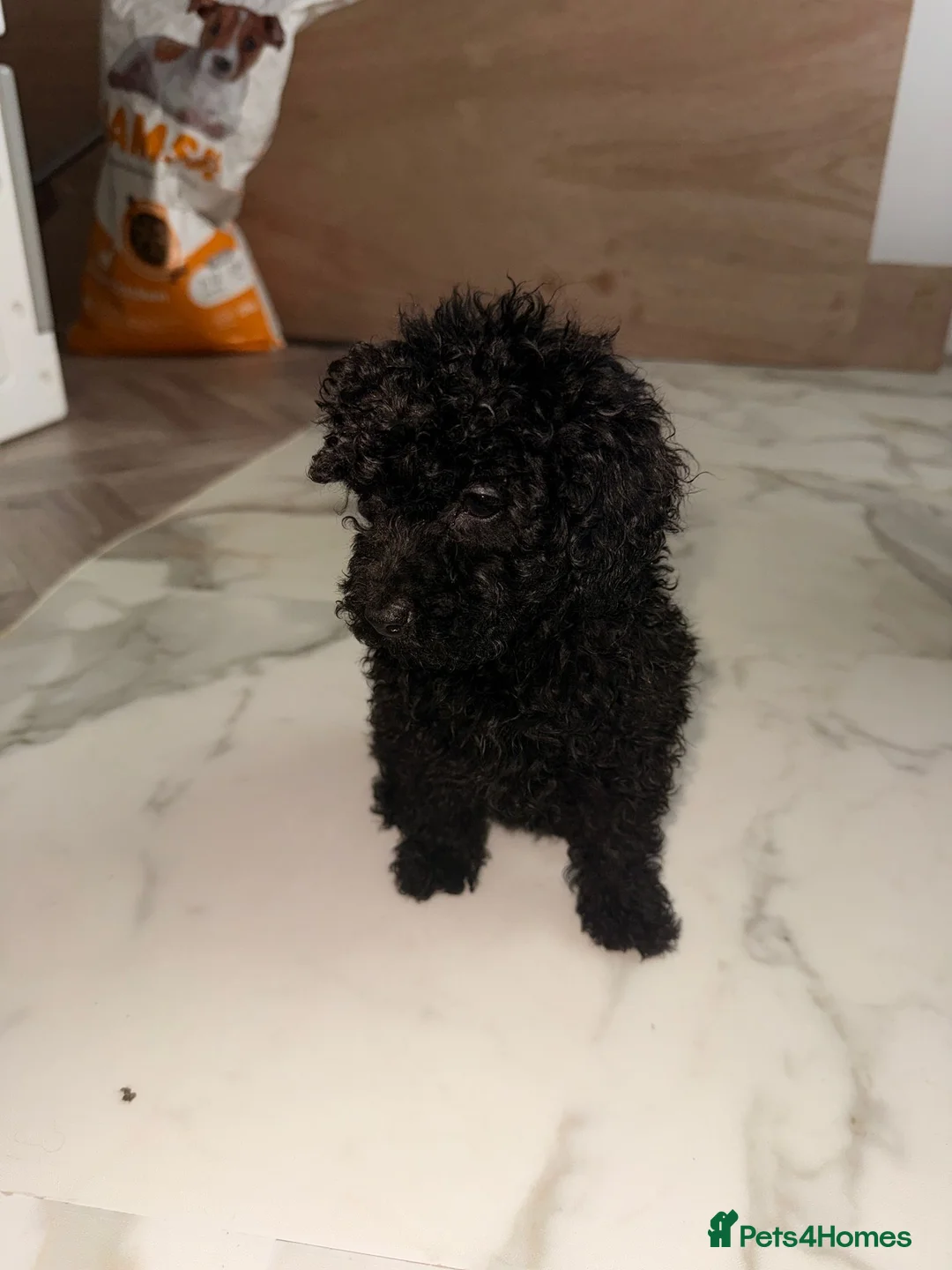 Miniature Poodle dogs for sale: Miniature Poodles!!! with 400 Health Tests!!! - Advert 6