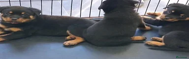 Rottweiler 5