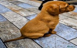 Labrador Retriever dogs for sale: Red Fox Labrador . Ready to Leave 😘 - Image 11