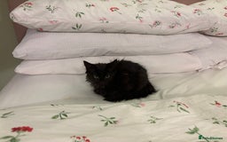 Norwegian Forest Cat cats for sale: Norwegian Forest Kittens - Image 6