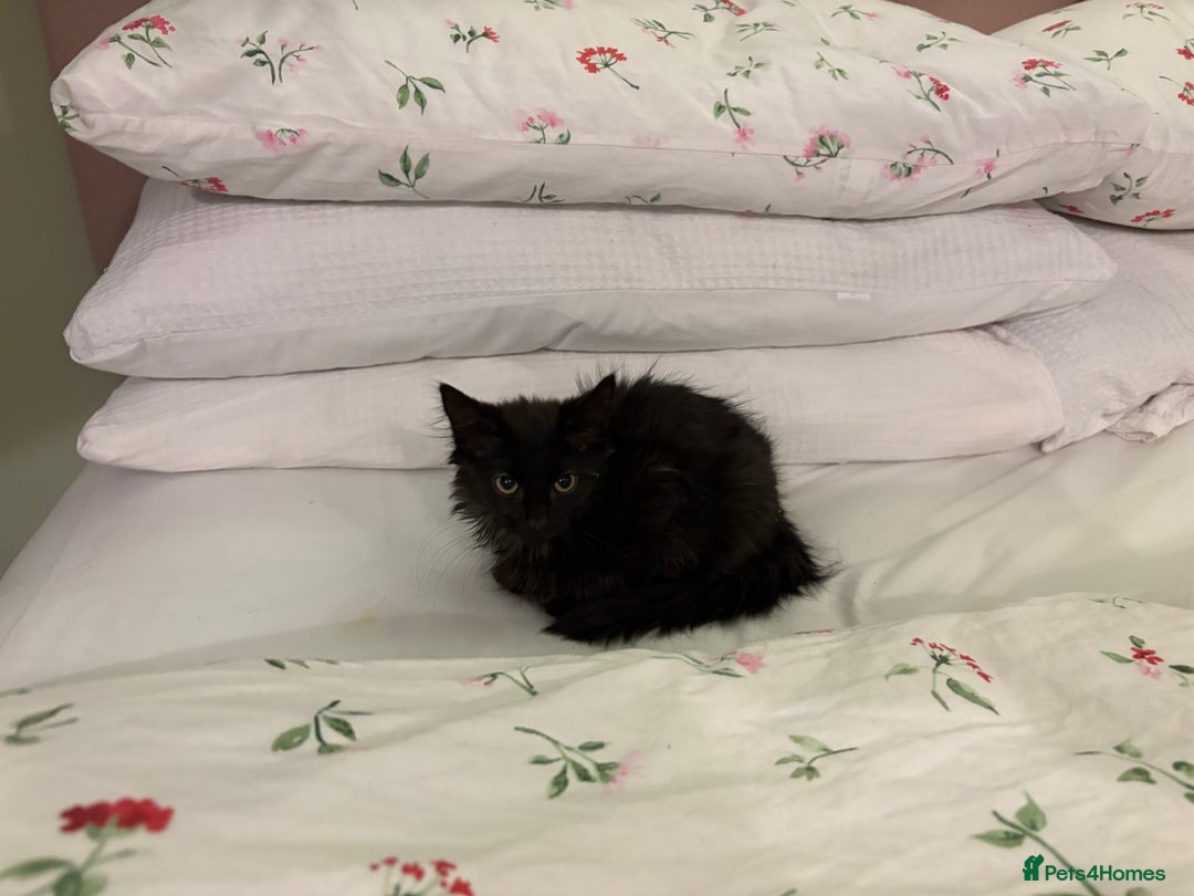 Norwegian Forest Cat cats for sale: Norwegian Forest Kittens - Image 6