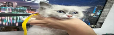 Ragdoll Kitten 4