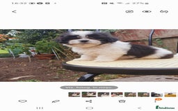 Maltese dogs for sale: Maltese - Image 7
