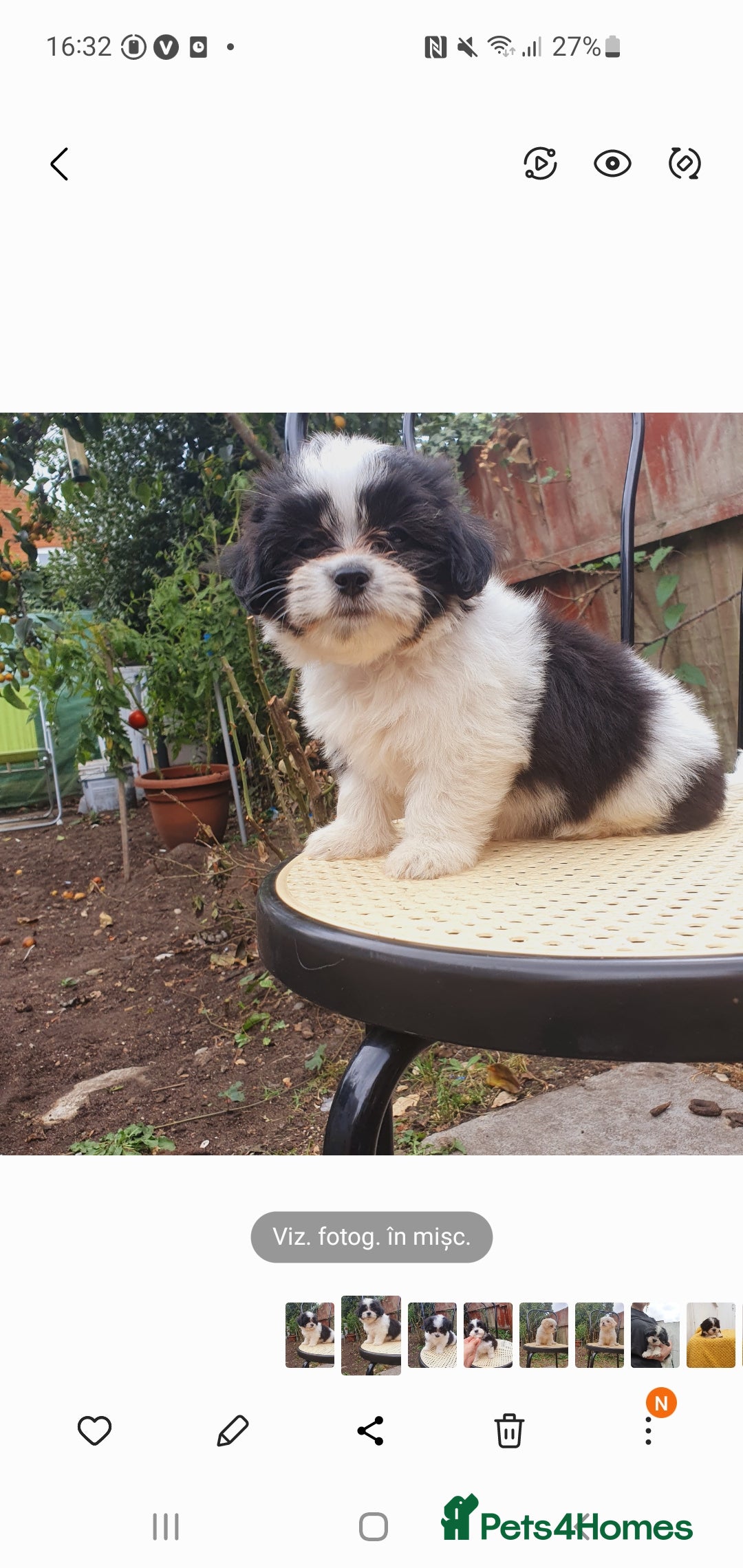 Maltese dogs for sale: Maltese - Image 7