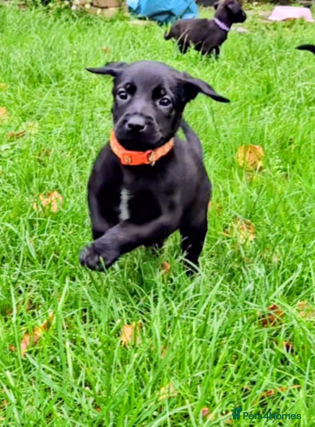 Mixed Breed dogs for sale: Dutch shepherd X pointer puppies  - Advert 8