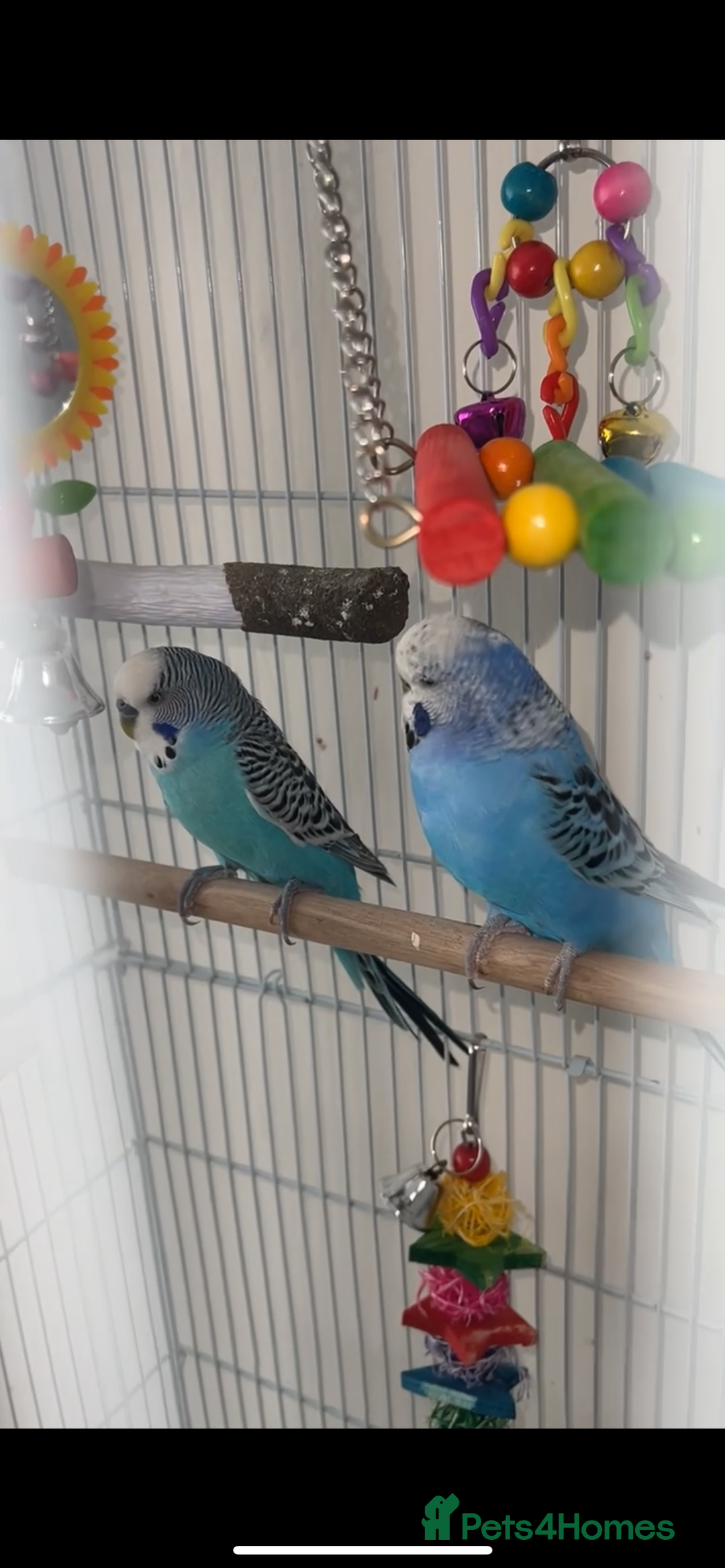 Budgerigars birds for sale: Two male budgies £45 comes with cage + accessorys - Advert 1