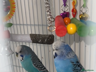 Budgerigars birds Two male budgies £45 comes with cage + accessorys - Advert 2