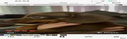 Dachshund dogs for sale: Delilah’s puppies - Advert 9