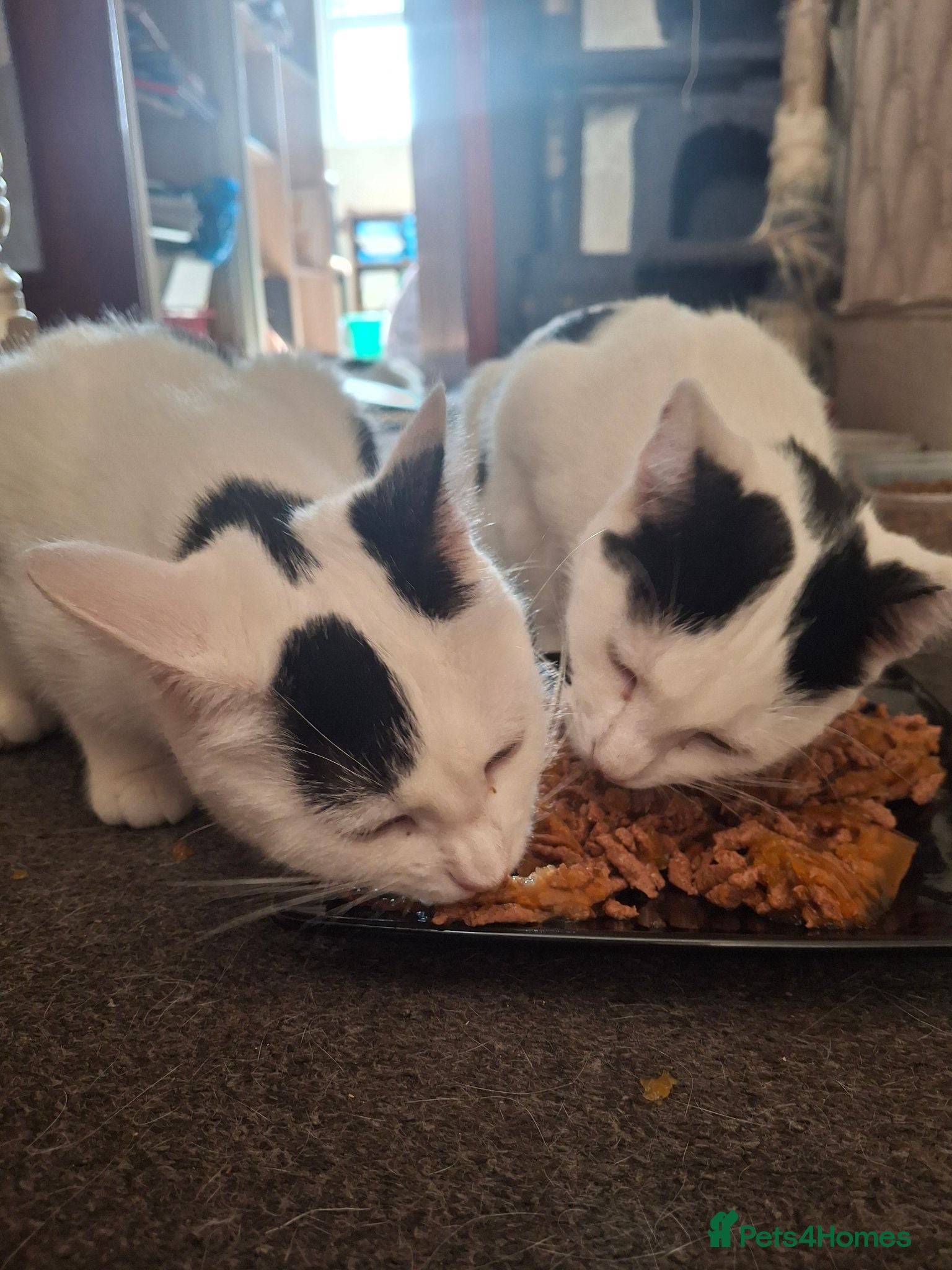 Mixed Breed cats for sale: Tina & Nina fully vaccinated kittens - Advert 3
