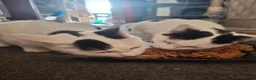 Mixed Breed cats for sale: Tina & Nina fully vaccinated kittens - Advert 1