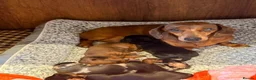 Miniature Dachshund dogs for sale: MINI DACHSHUNDS 2 FIND THEIR FOREVER HOME - Advert 28