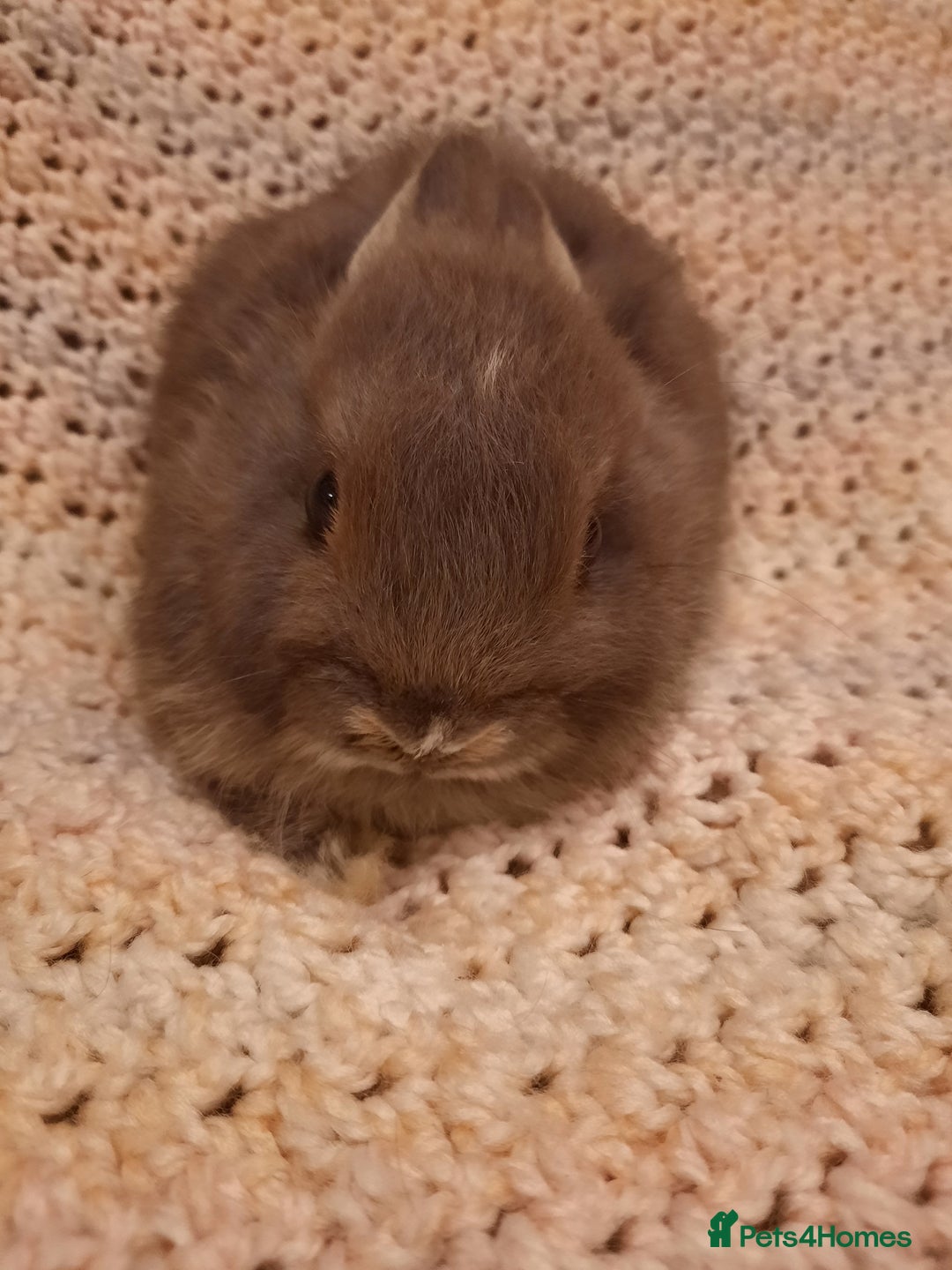 Netherland Dwarf rabbits for sale: Five Litters Of Netherland Dwarf Babies - Image 9