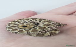 Snake reptiles for sale:  2025 Western Hognose babies  - Advert 5