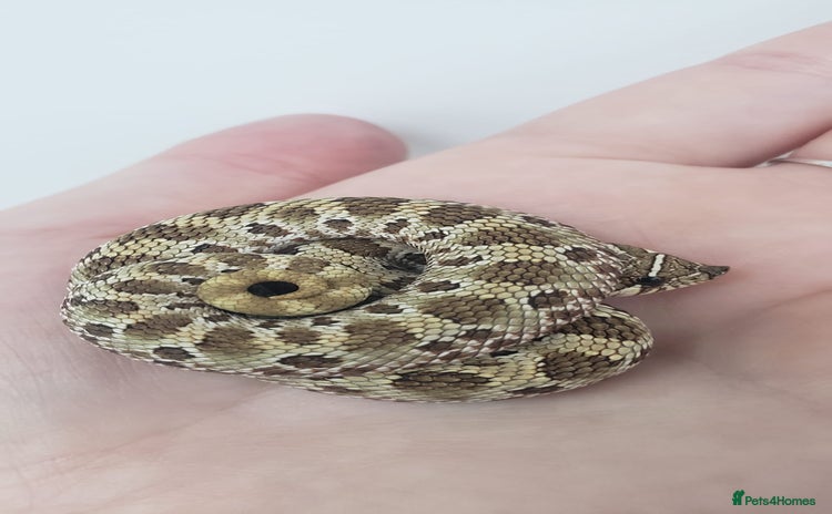 Snake reptiles  2025 Western Hognose babies  - Advert 4