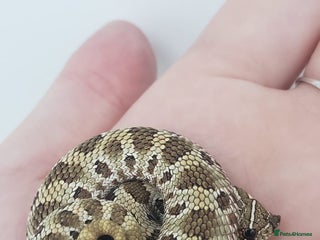 Snake reptiles 2025 Western Hognose babies - Advert 4