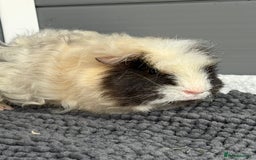 Guinea Pig rodents for sale: Bonded male piggies  - Image 6