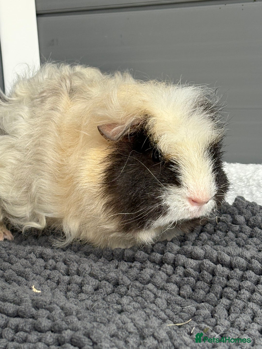 Guinea Pig rodents for sale: Bonded male piggies  - Image 6