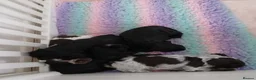 Cocker Spaniel dogs for sale: *REDUCED* LAST MALE KC REG SHOW COCKER - Advert 10