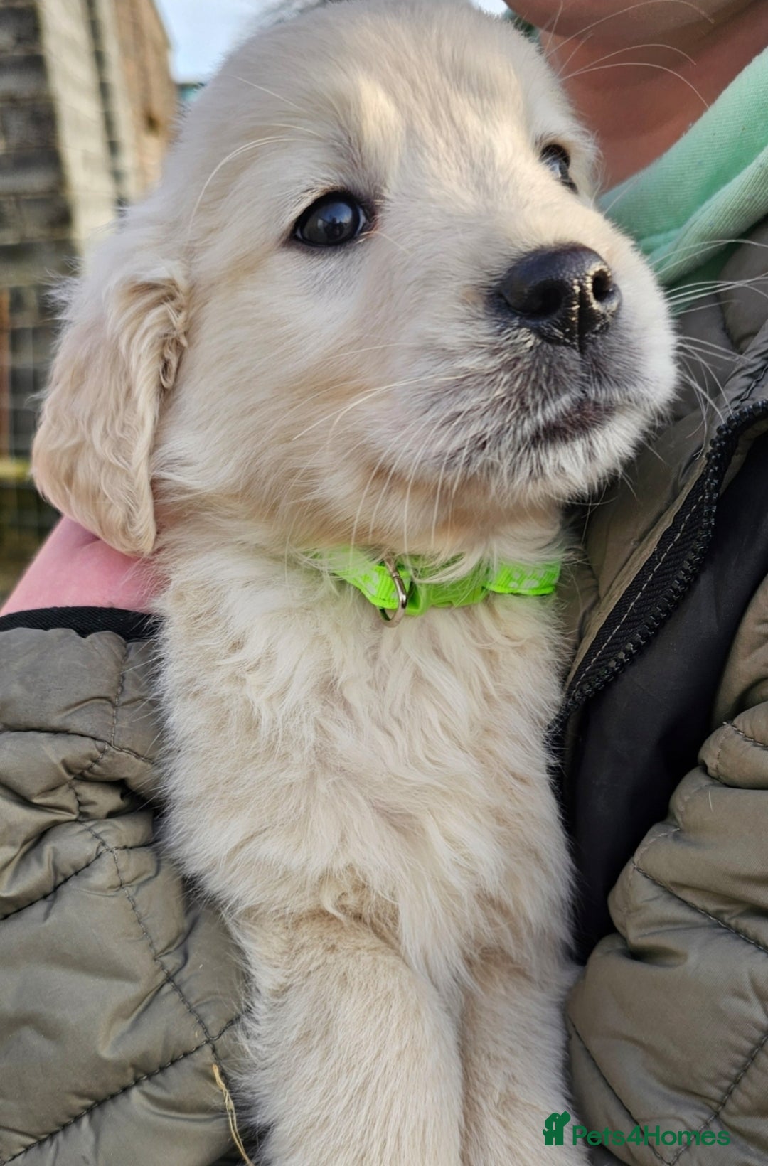 Golden Retriever dogs for sale: Beautiful Golden Retriever Puppies  - Advert 5