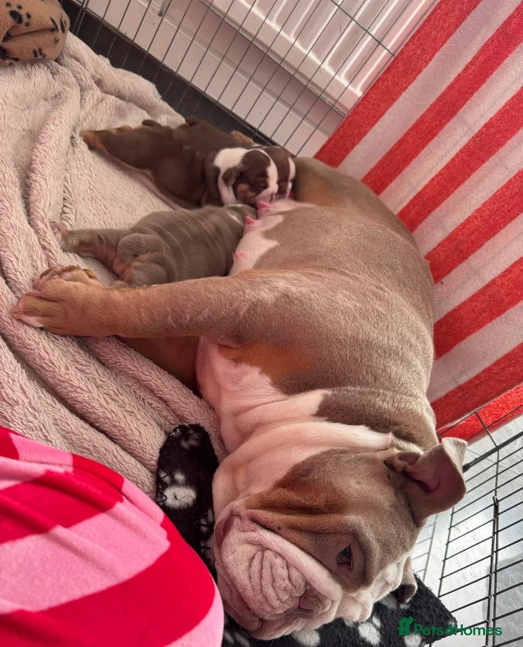 English Bulldog dogs Outstanding Quality English Bulldog Puppies - Advert 1