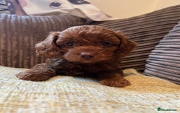 Cavapoo dogs for sale: DNA tested Cavapoo's, licensed breeder  in Battle - Image 1