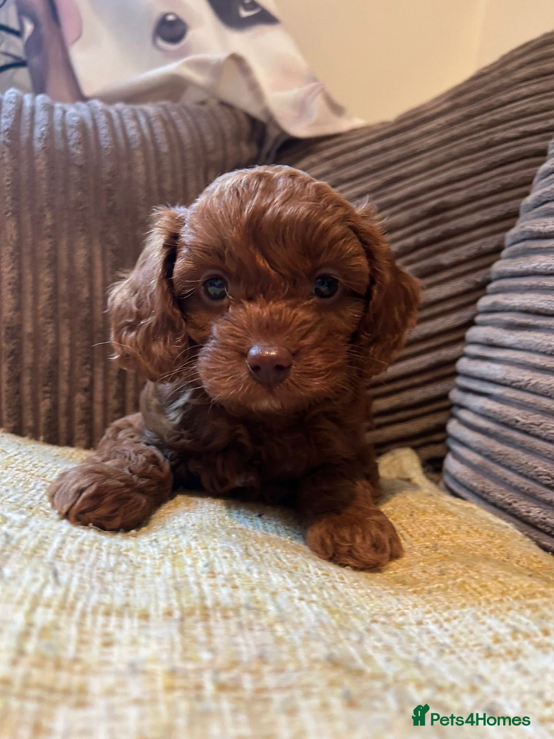 Cavapoo dogs for sale: DNA tested Cavapoo's, licensed breeder  in Battle - Image 1