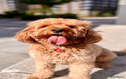 Mixed Breed dogs for sale: 🐶 Adorable F1 Frenchie x Cavapoo Pups 🐾 - Image 9