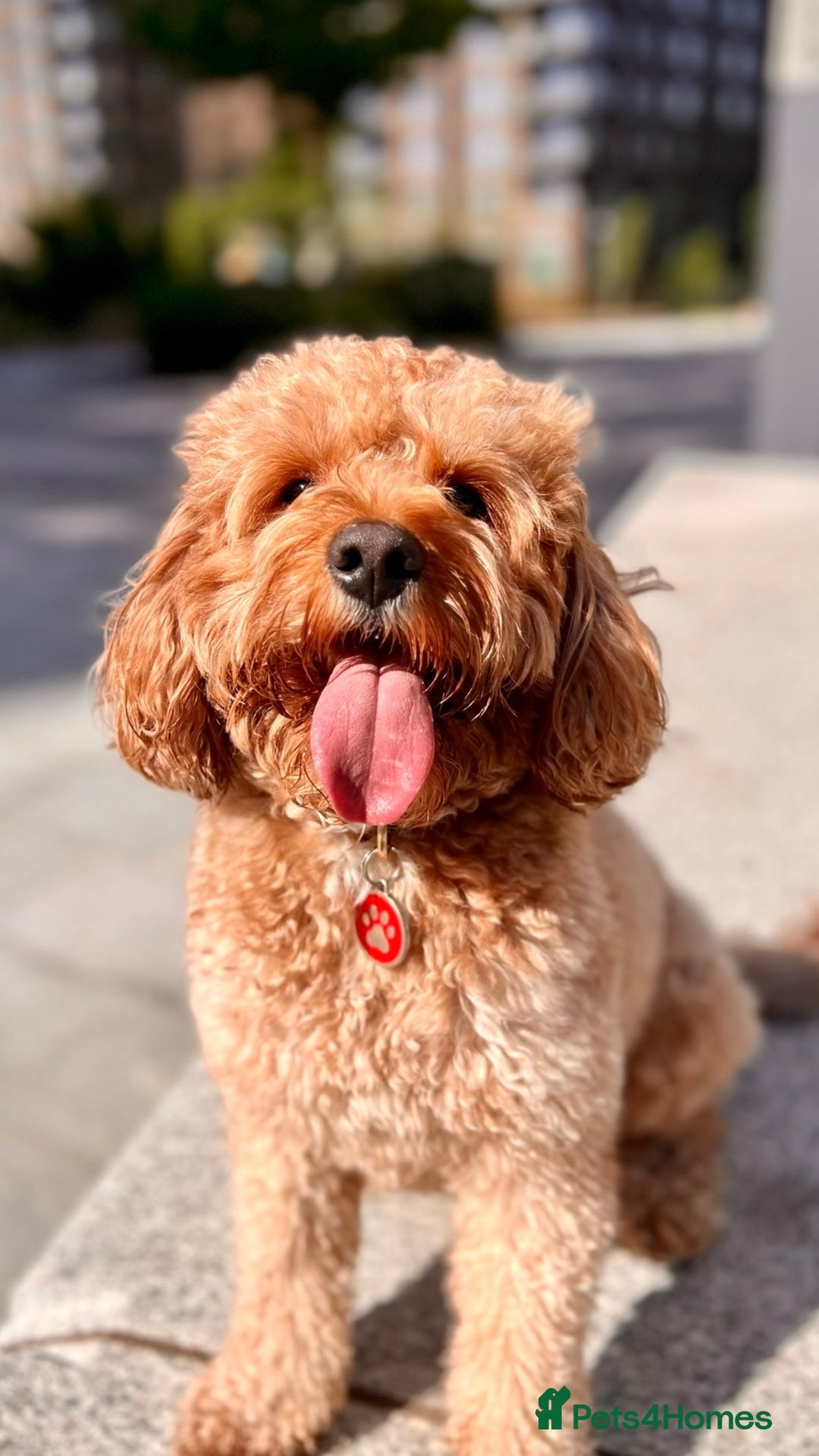 Mixed Breed dogs for sale: 🐶 Adorable F1 Frenchie x Cavapoo Pups 🐾 - Image 9