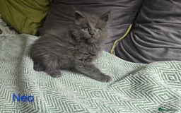 Maine Coon cats for sale: Maine Coon Kittens reservation  - Image 8