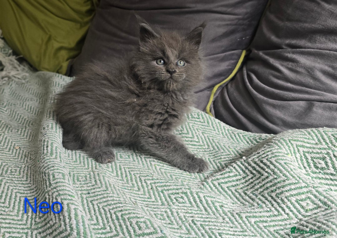Maine Coon cats for sale: Maine Coon Kittens reservation  - Image 8
