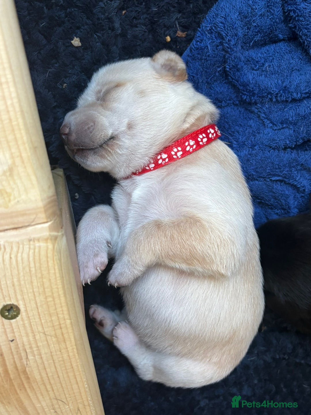Mixed Breed dogs for sale: Gorgeous pups for sale - Image 9