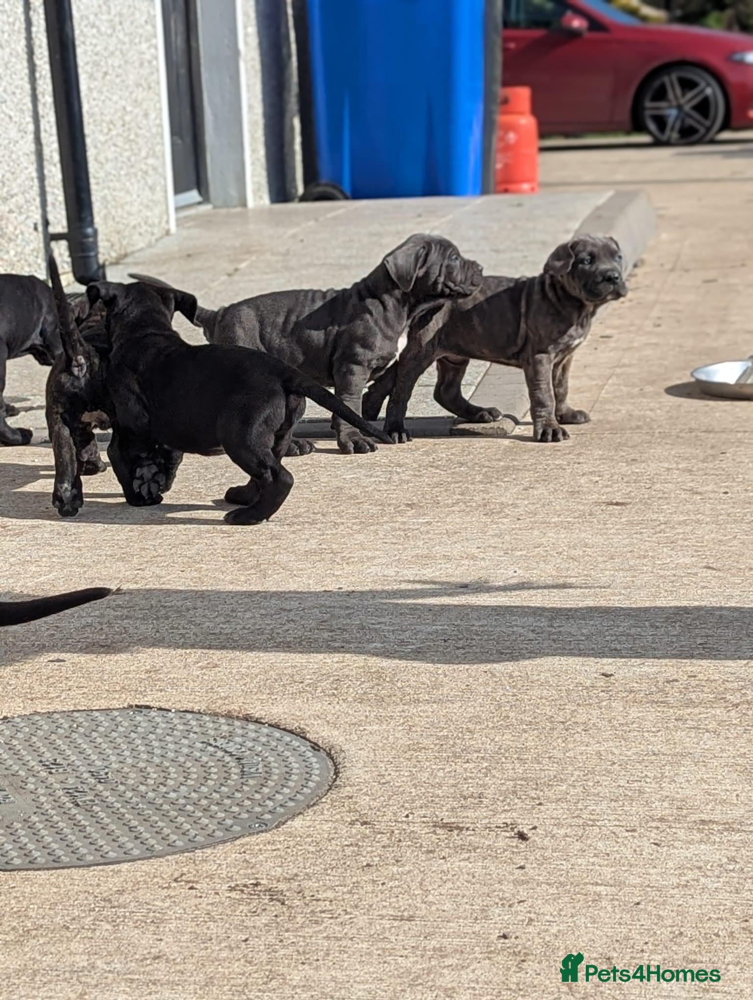 Cane Corso dogs Cane Corso liter - Advert 1