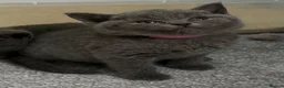 British Shorthair cats for sale: Beautiful kittens  - Advert 16
