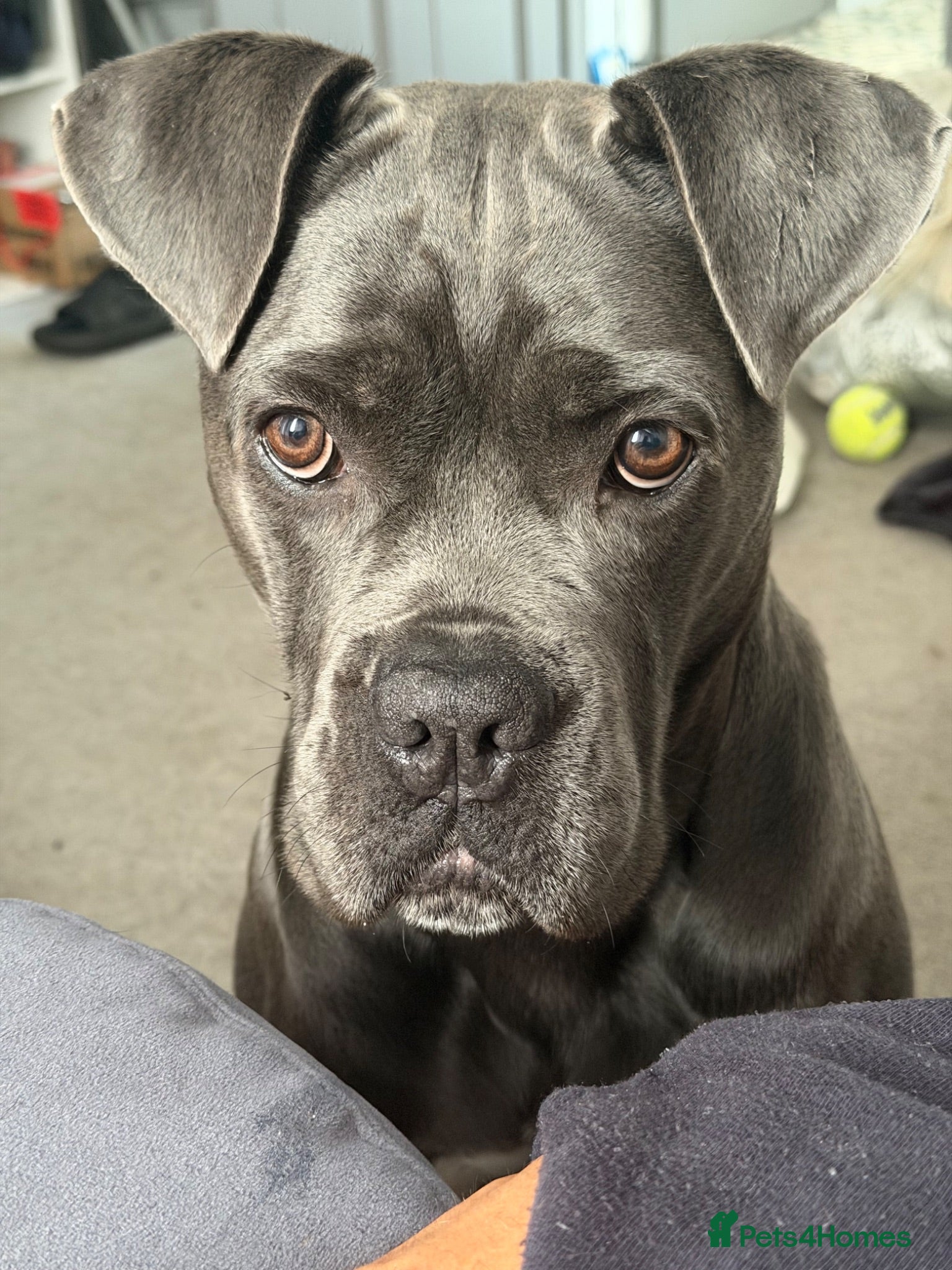 Cane Corso dogs Nahla  - Advert 2