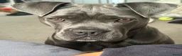 Cane Corso dogs for sale: Nahla  in Pontefract - Advert 1