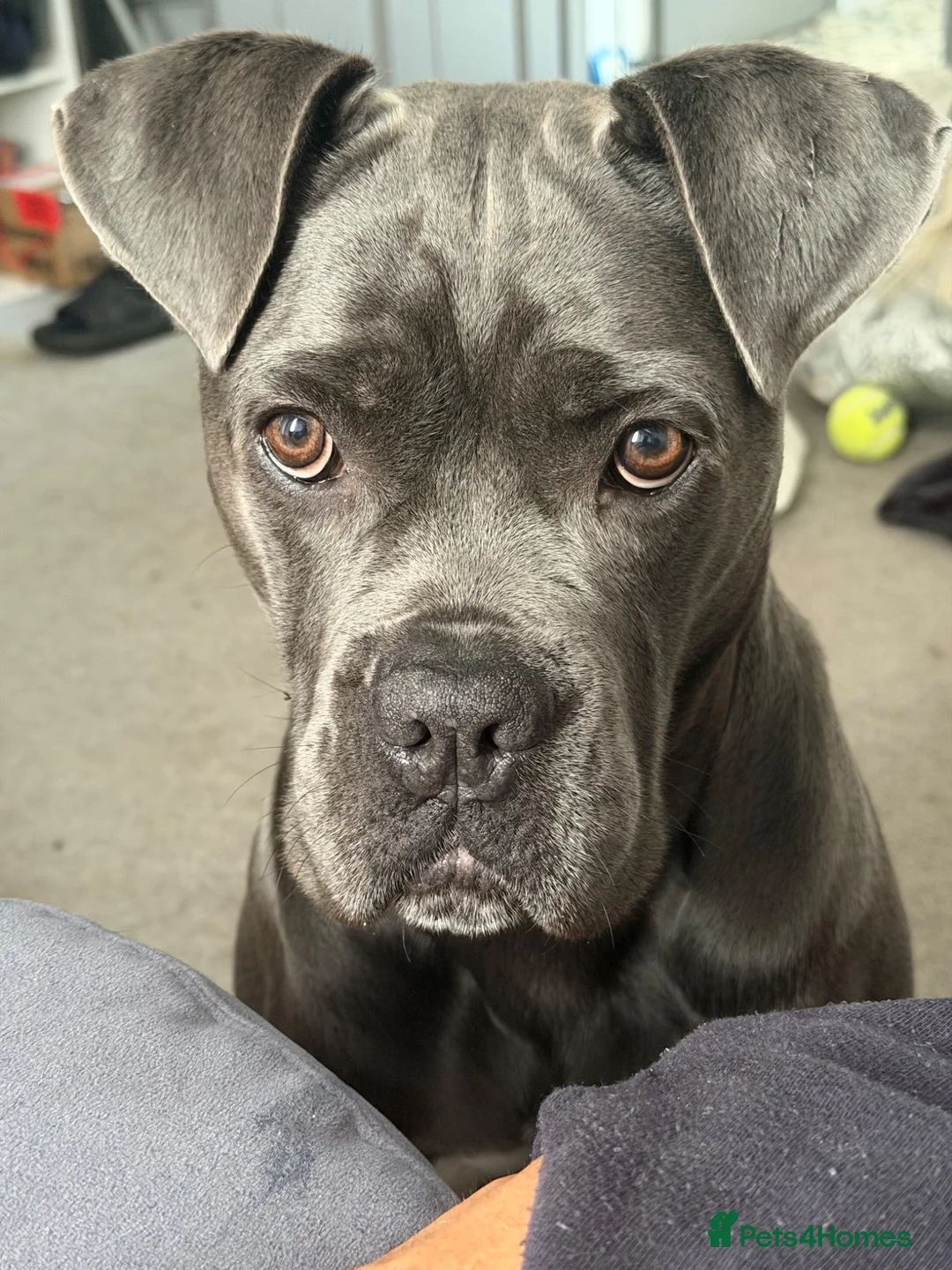 Cane Corso dogs for sale: Nahla  in Pontefract - Advert 1