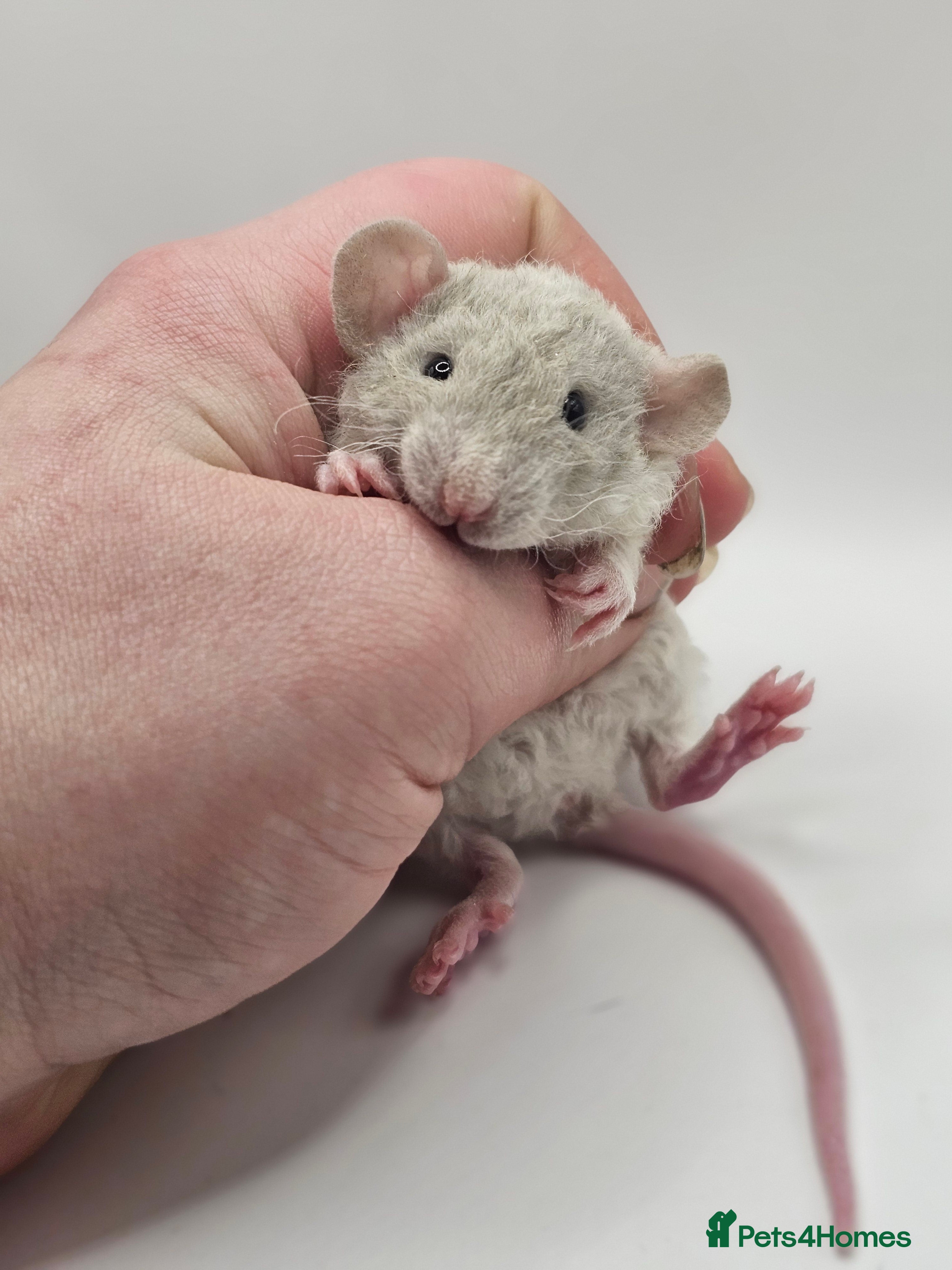 Rat rodents Rex, Double Rex & Smooth Dumbo Baby Rats - Advert 6