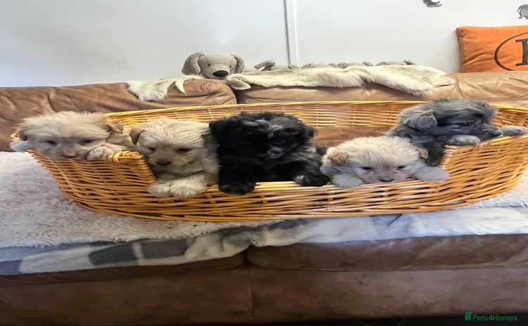 Pomapoo dogs - Advert 3