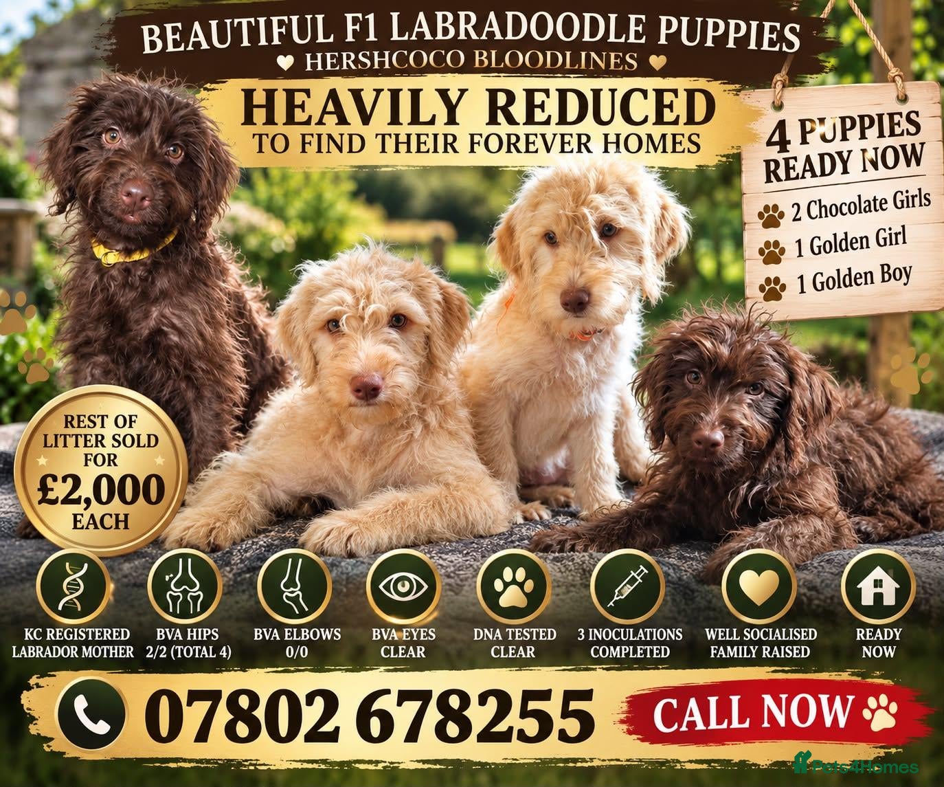 Labradoodle dogs FI LABRADOODLES PUPPIES REDUCED PRICE - Advert 1