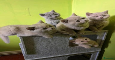 British Shorthair cats - Advert 6