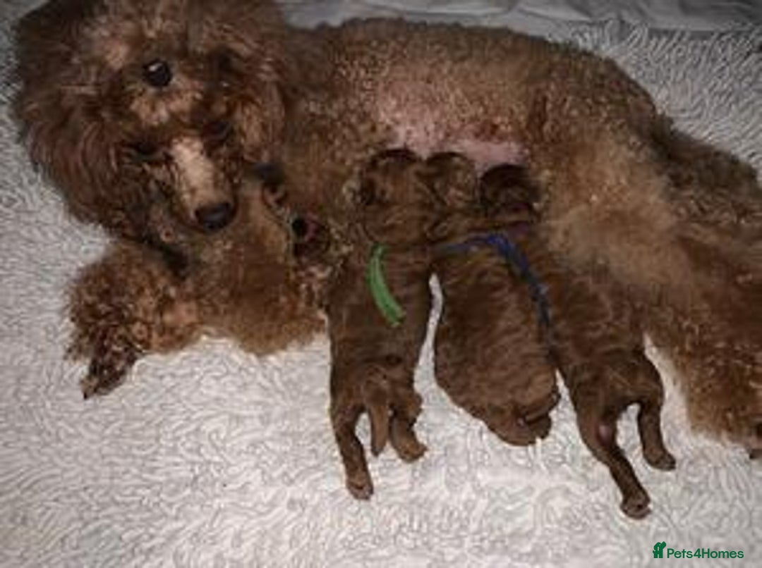Miniature Poodle dogs for sale: KC Red miniature Poodle with excellent pedigree  - Image 11