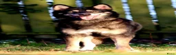 Saarloos Wolfdog dogs for sale: Timber Dog puppies - Advert 13