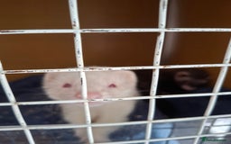 Ferret rodents for sale: 2 ferrets, 1 male albino and 1 female micro - Image 6
