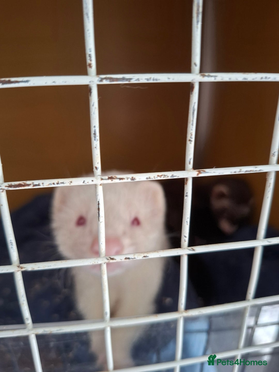 Ferret rodents for sale: 2 ferrets, 1 male albino and 1 female micro - Image 6