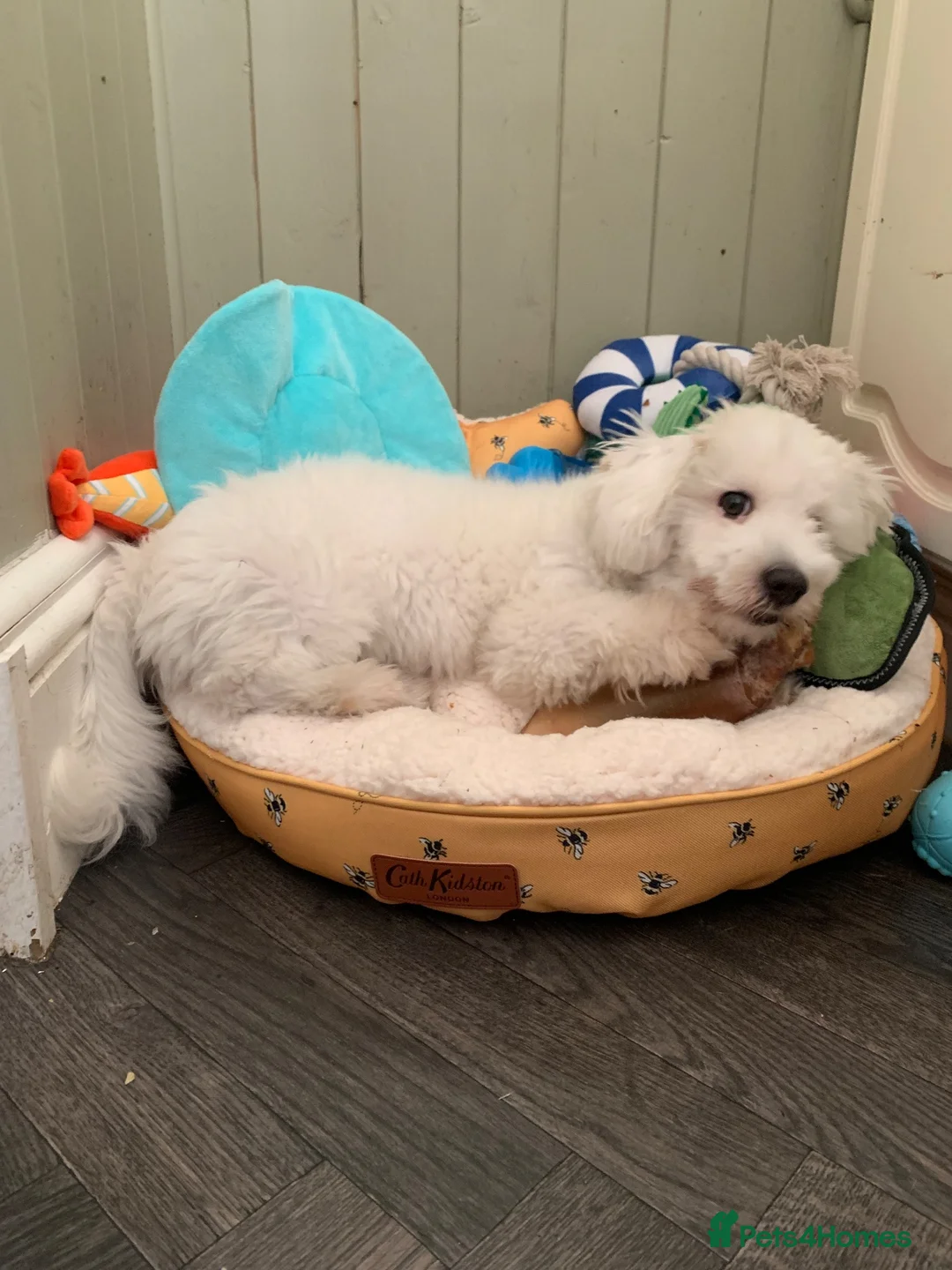 Mixed Breed dogs for sale: Havanese x bichon in Leeds - Advert 2