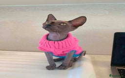 Sphynx cats for sale: Champion sphynx kitten - Image 2